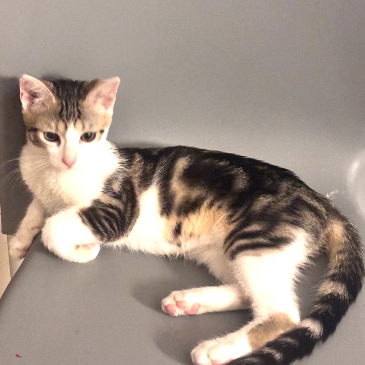 Kitty, female puppy Mixed Breed for adoption at Chats Libres Nîmes