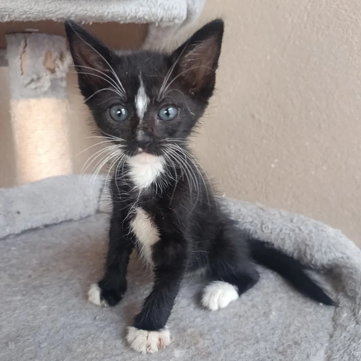 Léo, female Mixed Breed for adoption at Chats Libres Nîmes