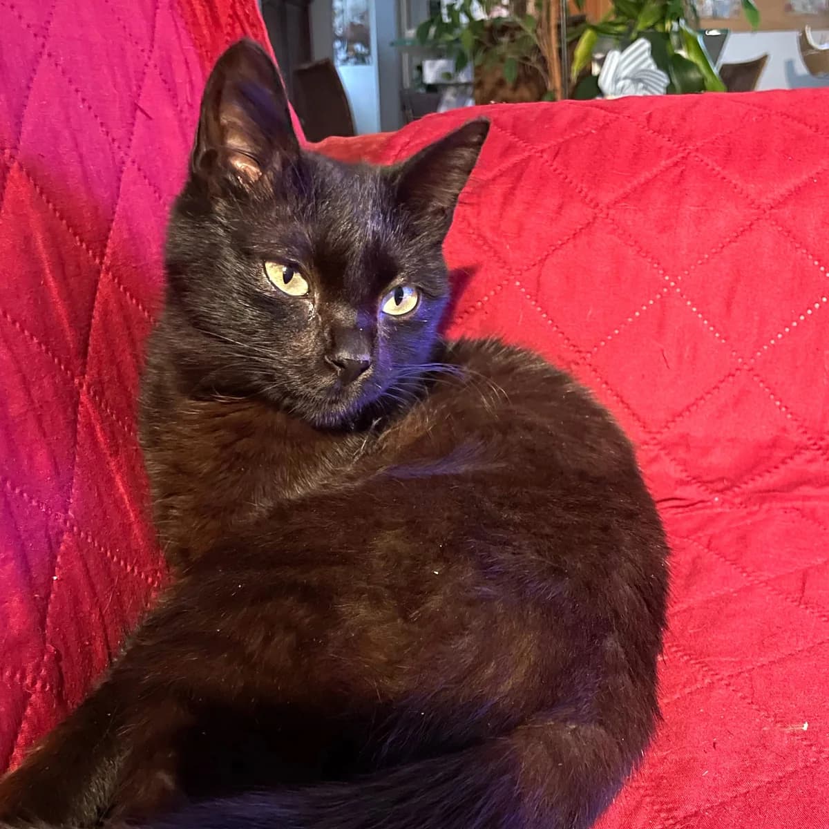 Lilas, female young Mixed Breed for adoption at Chats Libres Nîmes