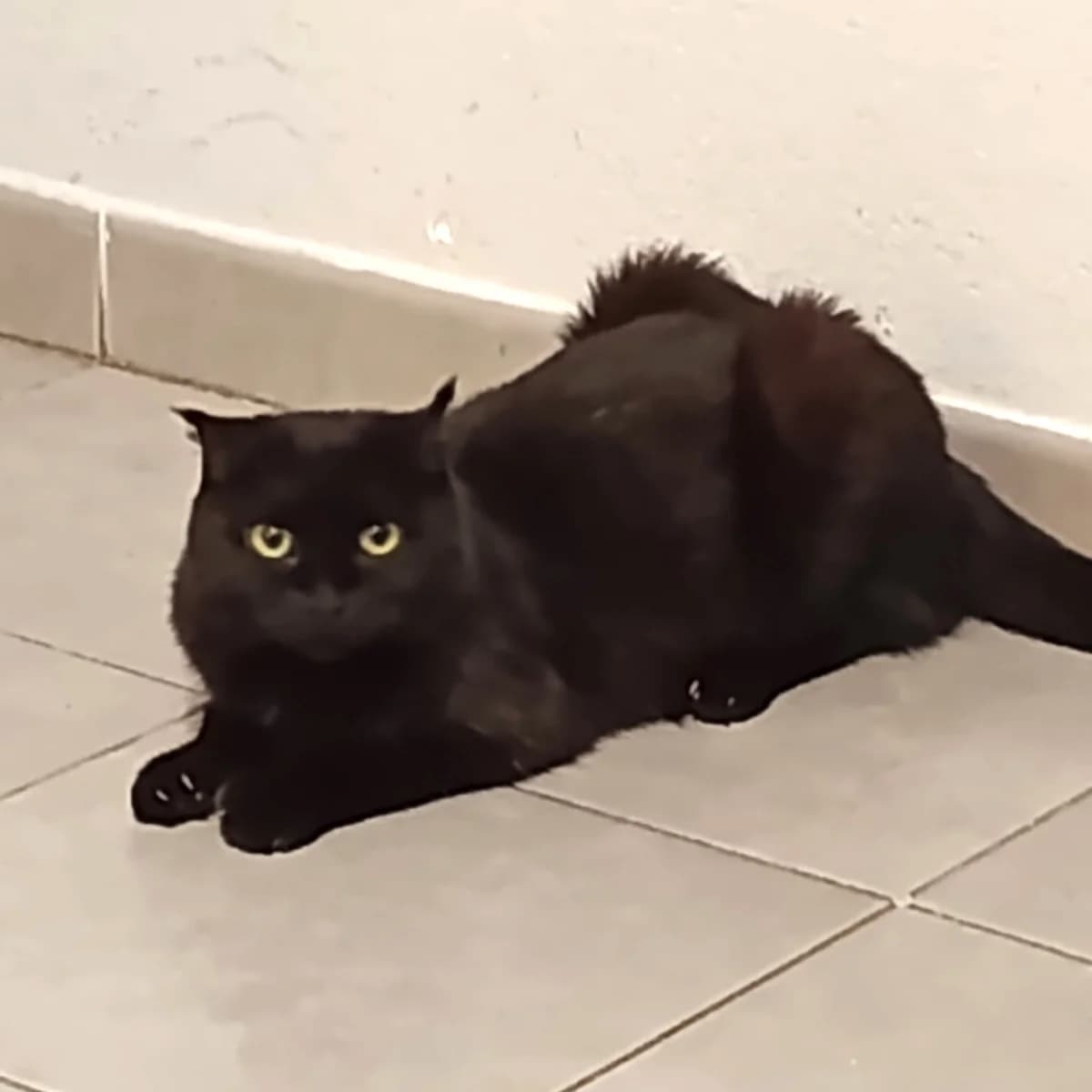 Louna, female young Mixed Breed for adoption at Chats Libres Nîmes