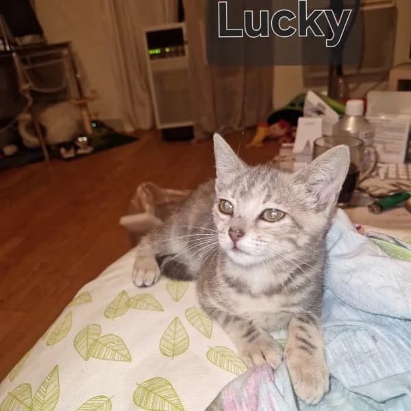 Lucky, Mixed Breed for adoption at Chats Libres Nîmes