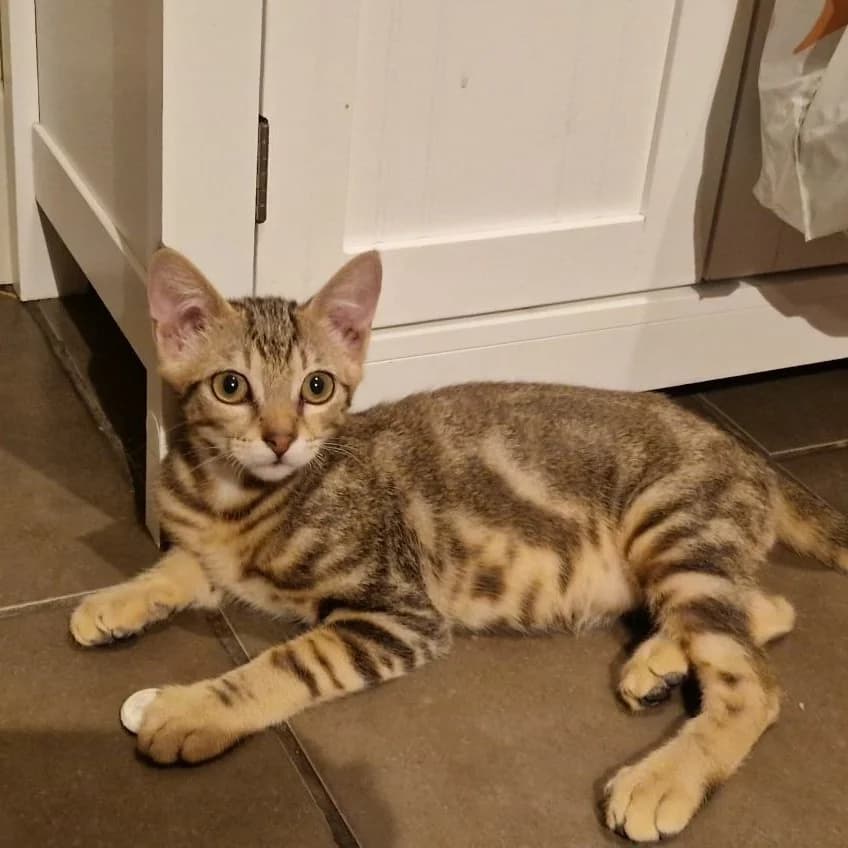 Lucky, Mixed Breed for adoption at Chats Libres Nîmes