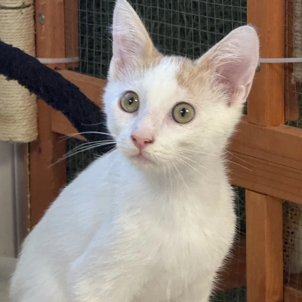 Malongo, Mixed Breed for adoption at Chats Libres Nîmes