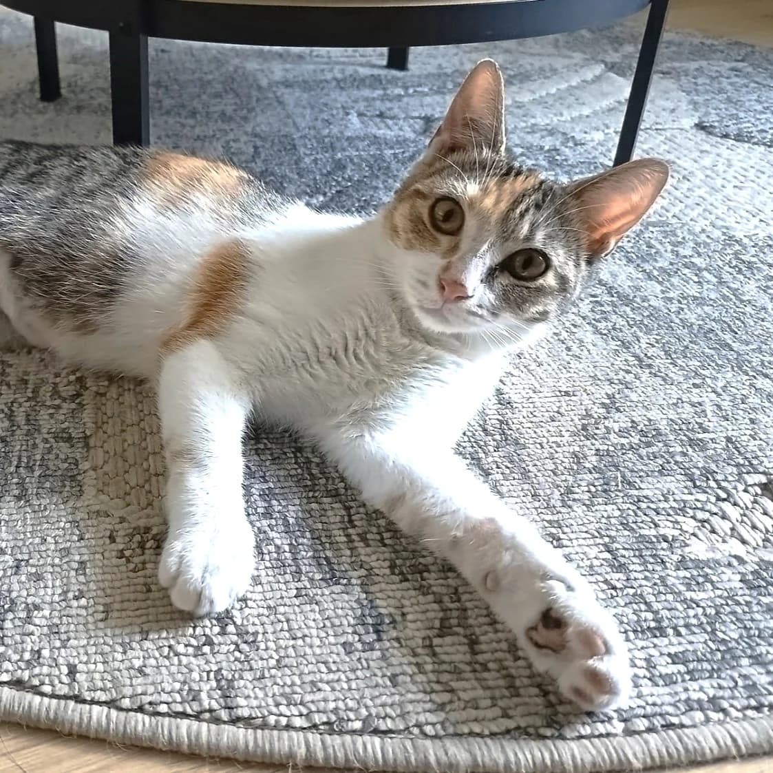 Maya, female Mixed Breed for adoption at Chats Libres Nîmes