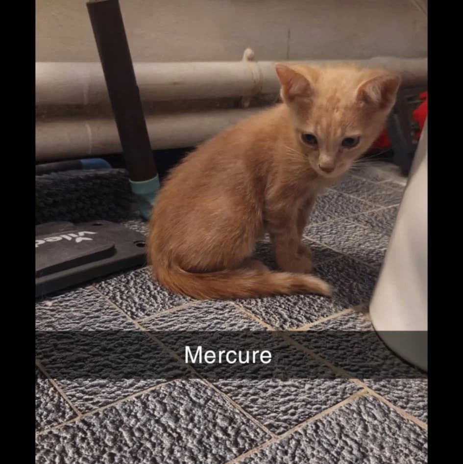 Mercure et Winnie, female Mixed Breed for adoption at Chats Libres Nîmes