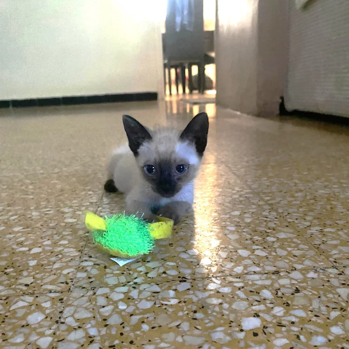 Mia, female Mixed Breed for adoption at Chats Libres Nîmes