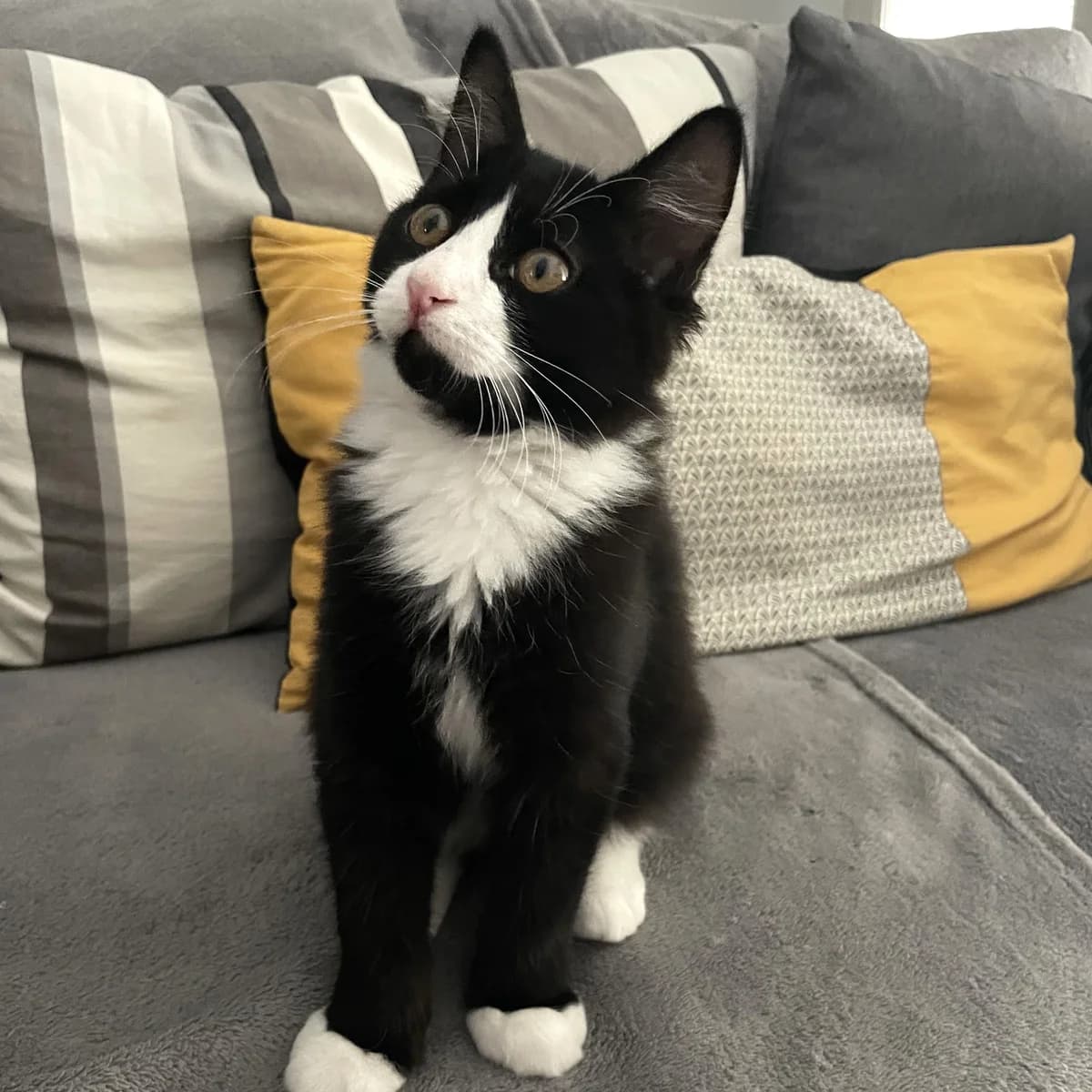 Mickey, puppy Mixed Breed for adoption at Les Chats Libres de Nîmes Agglo, les chats libres de nimes agglo
