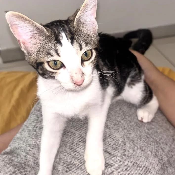 Minie, female Mixed Breed for adoption at Chats Libres Nîmes