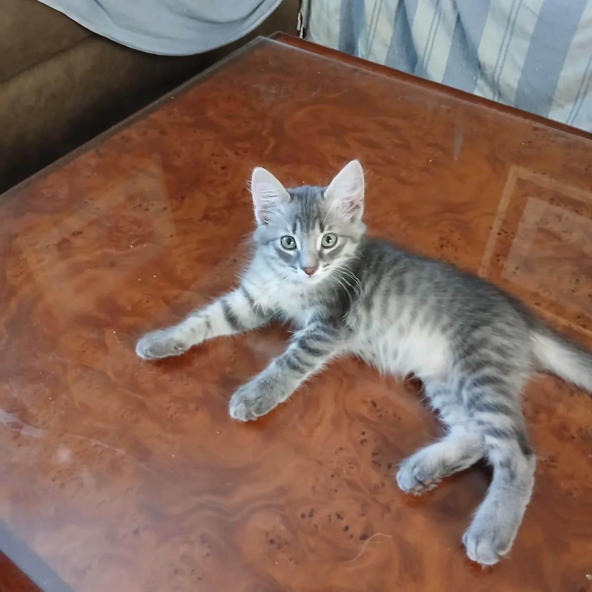 Mistigri, female Mixed Breed for adoption at Chats Libres Nîmes