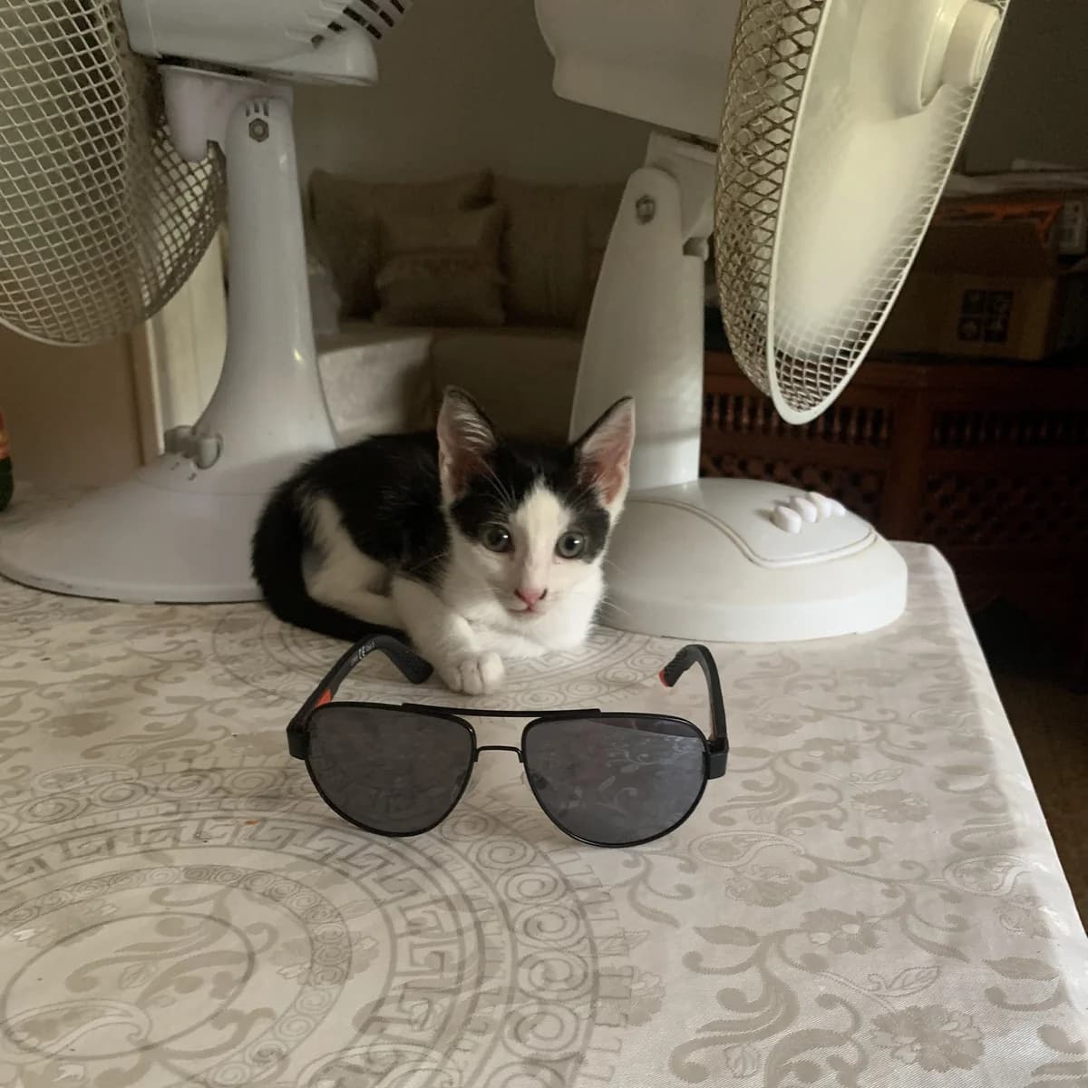Moon, female Mixed Breed for adoption at Chats Libres Nîmes