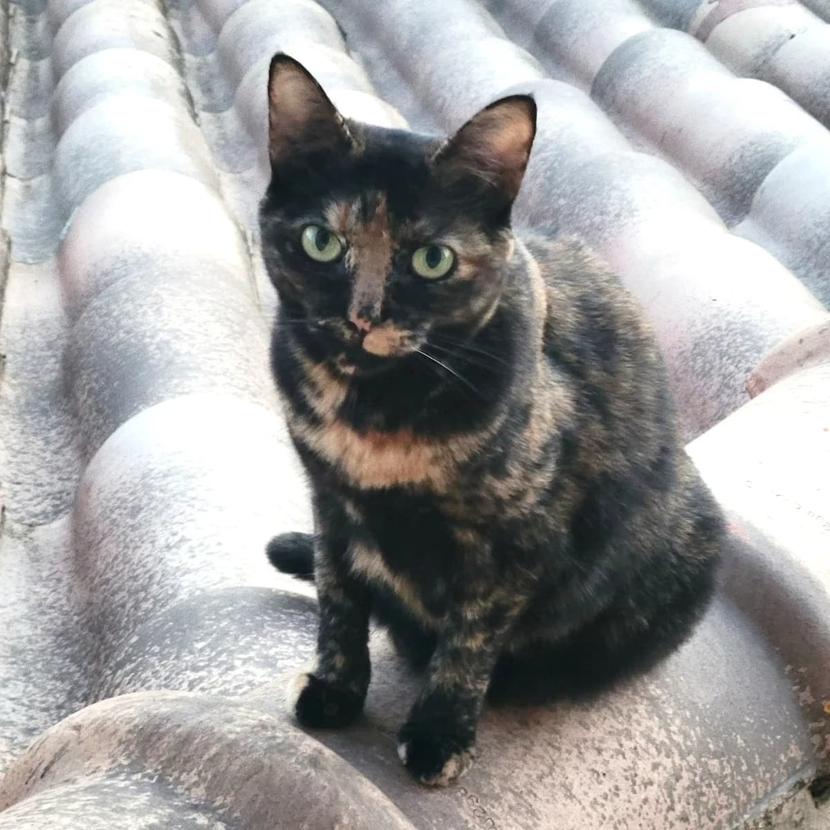 Mouchette, female 4yo Mixed Breed for adoption at Chats Libres Nîmes
