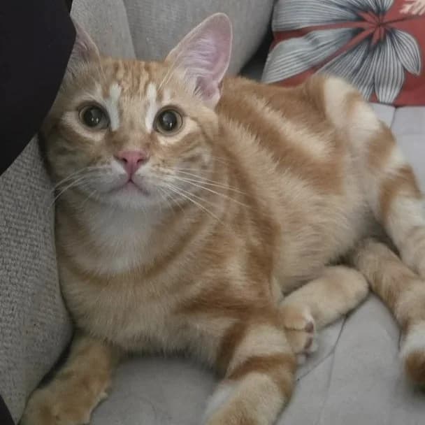 Némo, young Mixed Breed for adoption at Chats Libres Nîmes