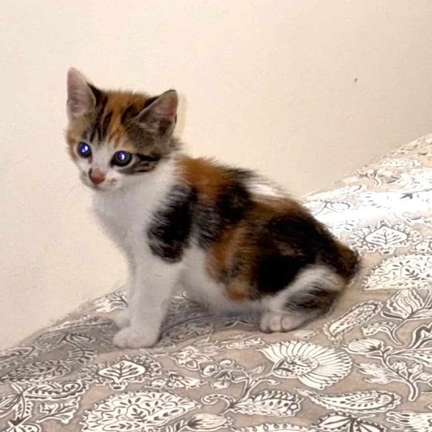 Nina et Nino, female Mixed Breed for adoption at Chats Libres Nîmes
