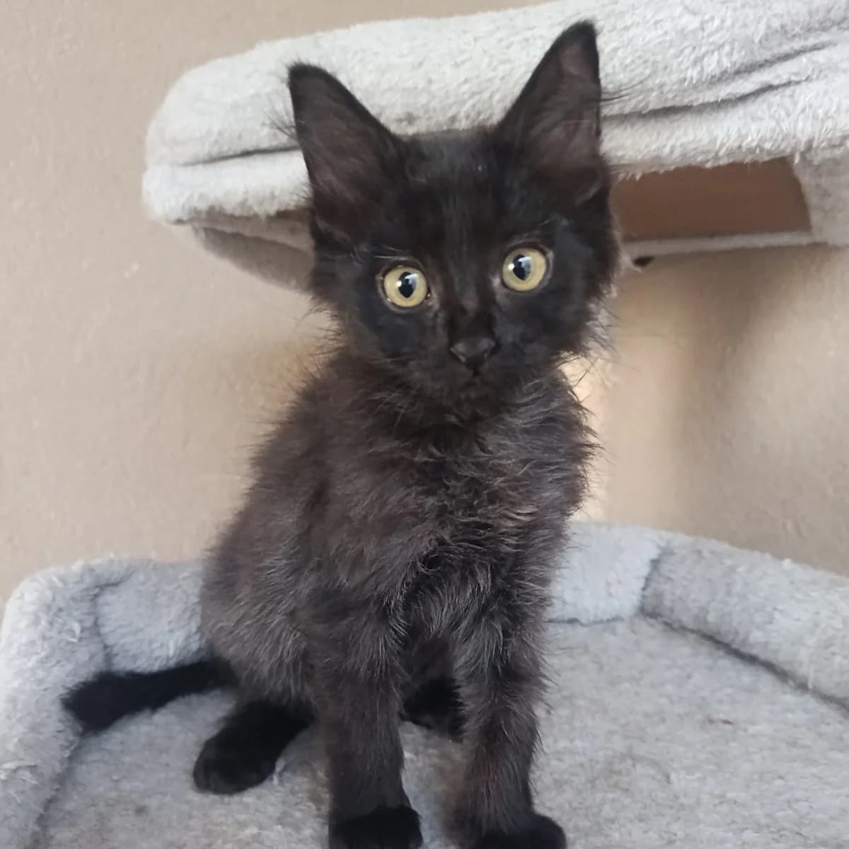 Noisette, Mixed Breed for adoption at Chats Libres Nîmes