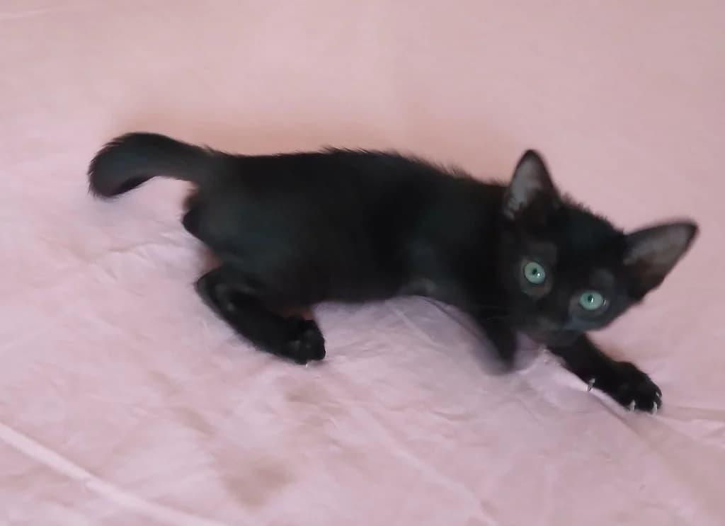 Olive, female Mixed Breed for adoption at Chats Libres Nîmes