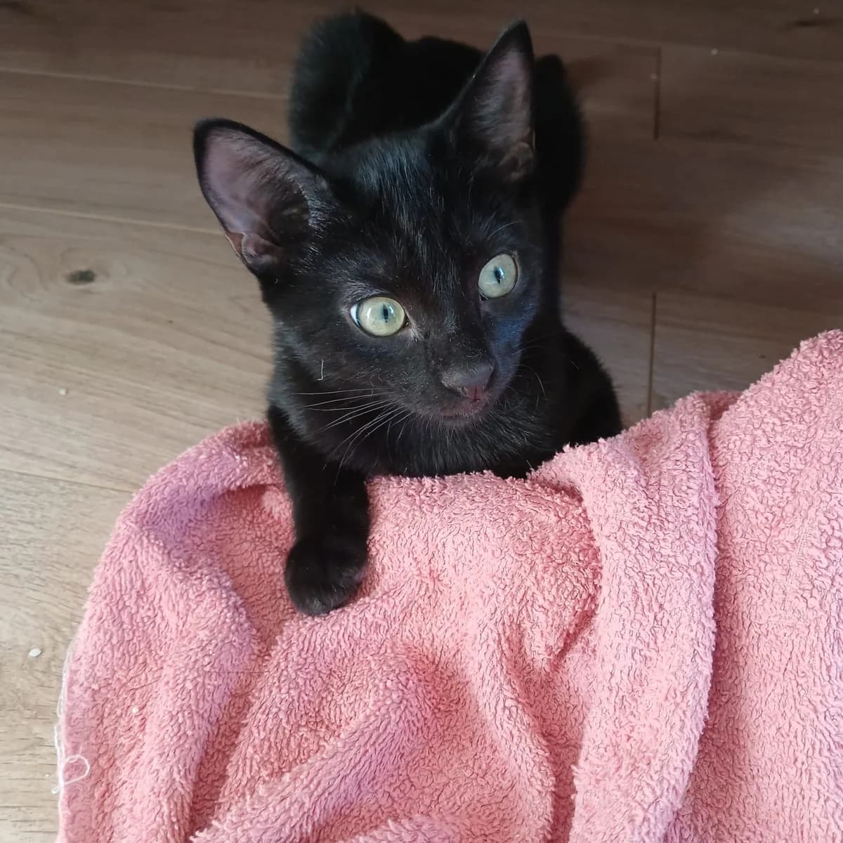 Olive, female Mixed Breed for adoption at Chats Libres Nîmes