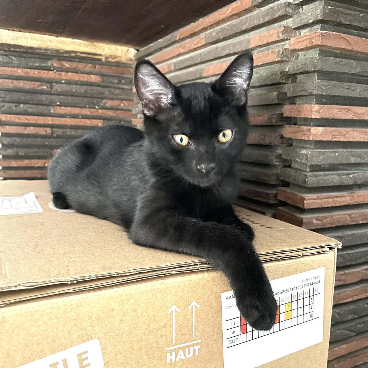 Onyx, puppy Mixed Breed for adoption at Les Chats Libres de Nîmes Agglo, les chats libres de nimes agglo