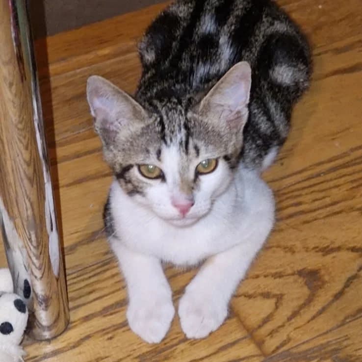 Oscar, Mixed Breed for adoption at Chats Libres Nîmes