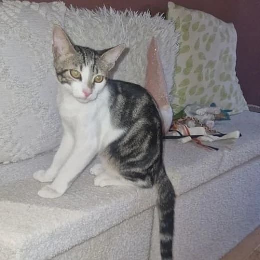 Oscar, female Mixed Breed for adoption at Chats Libres Nîmes