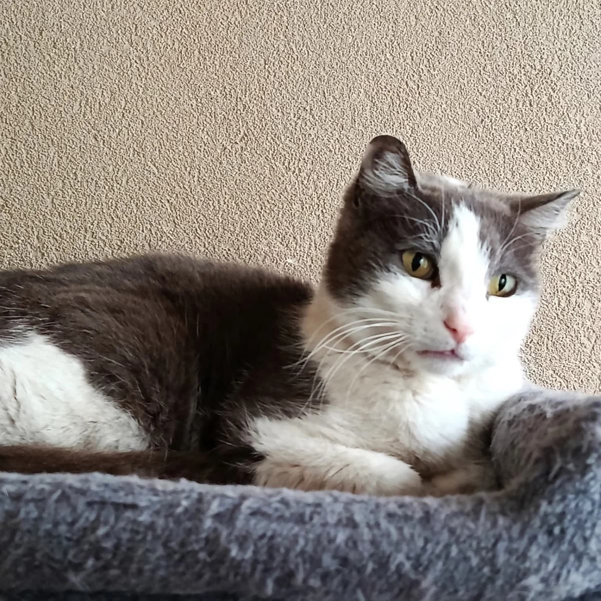 Papychat, female senior Mixed Breed for adoption at Chats Libres Nîmes