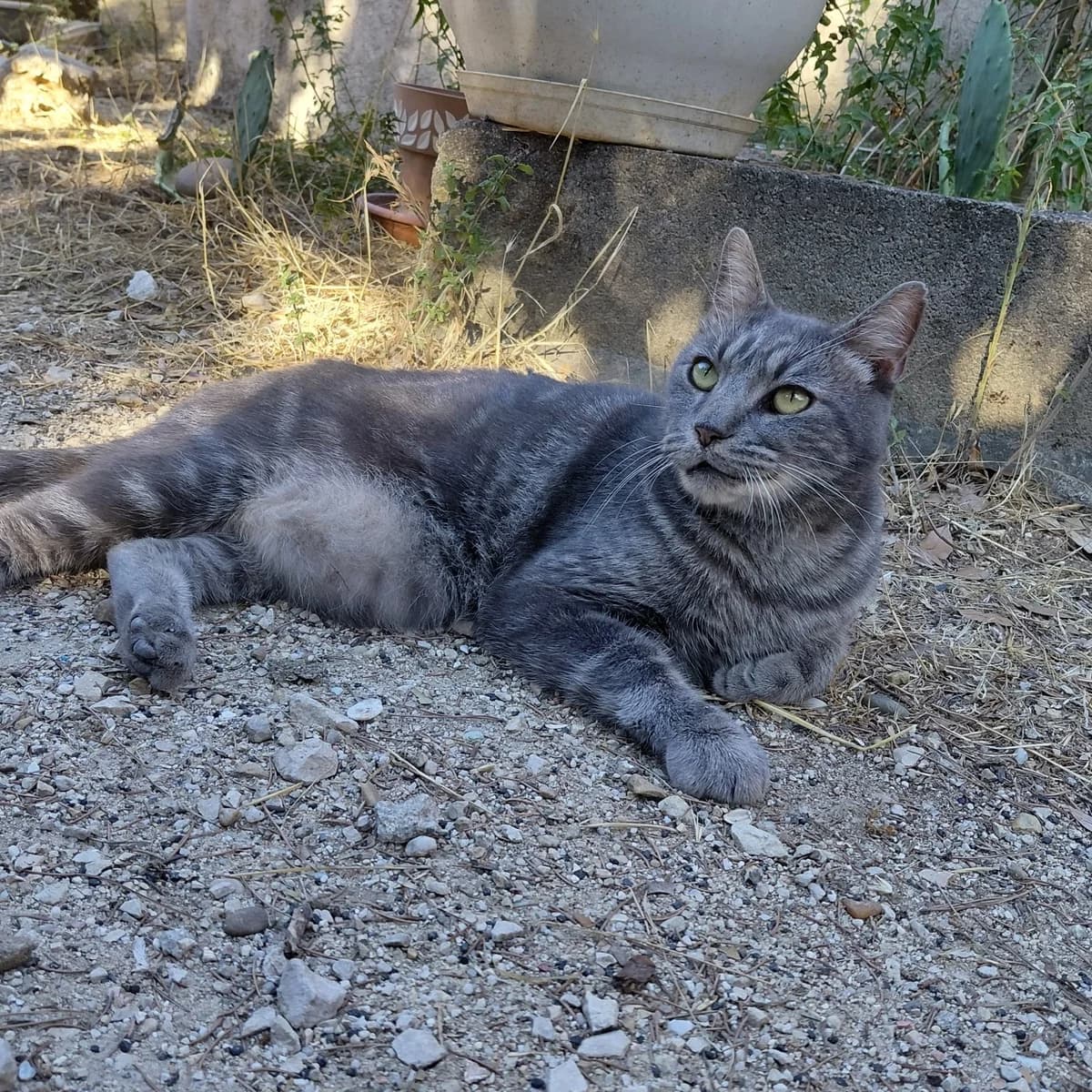 Patimu, 7yo Mixed Breed for adoption at Chats Libres Nîmes