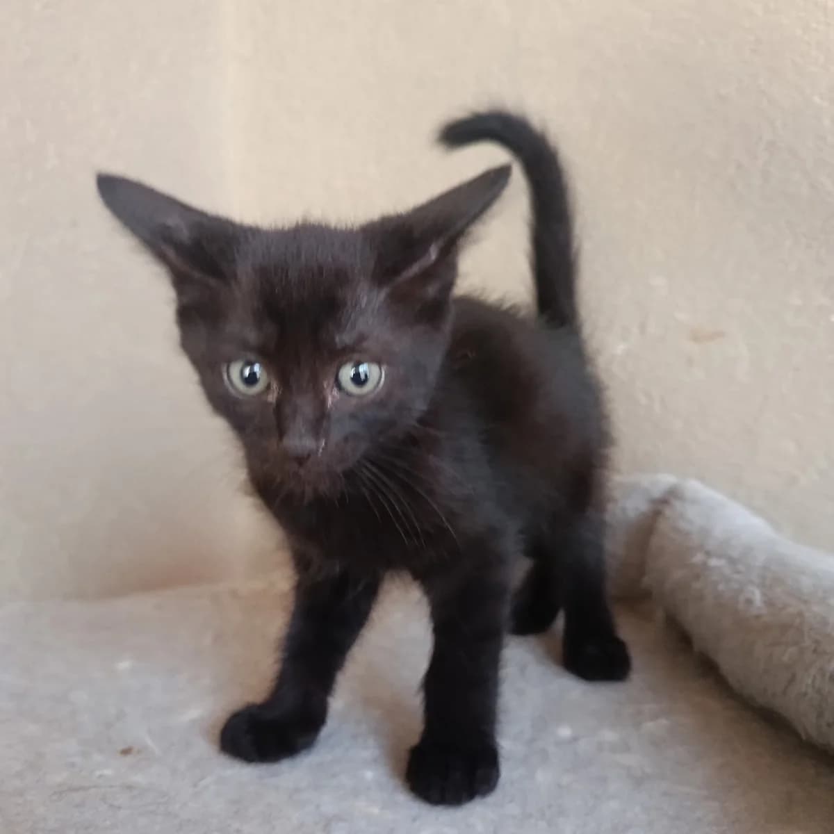 Pepita, female Mixed Breed for adoption at Chats Libres Nîmes
