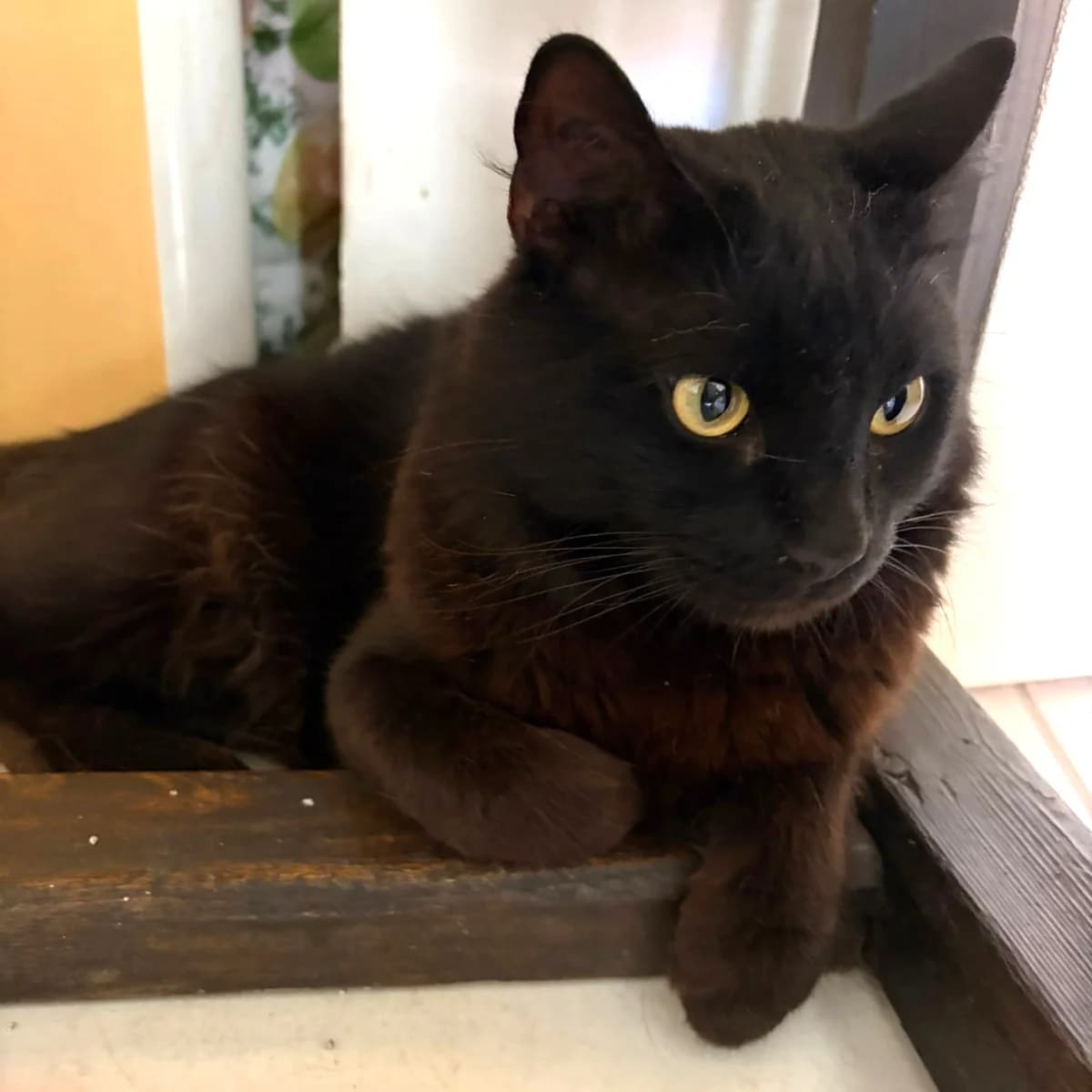 Peter, 3yo Mixed Breed for adoption at Chats Libres Nîmes