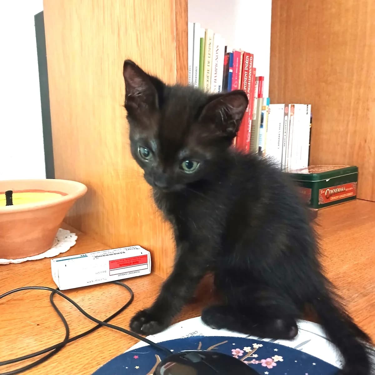 Petit Gibus, Mixed Breed for adoption at Chats Libres Nîmes