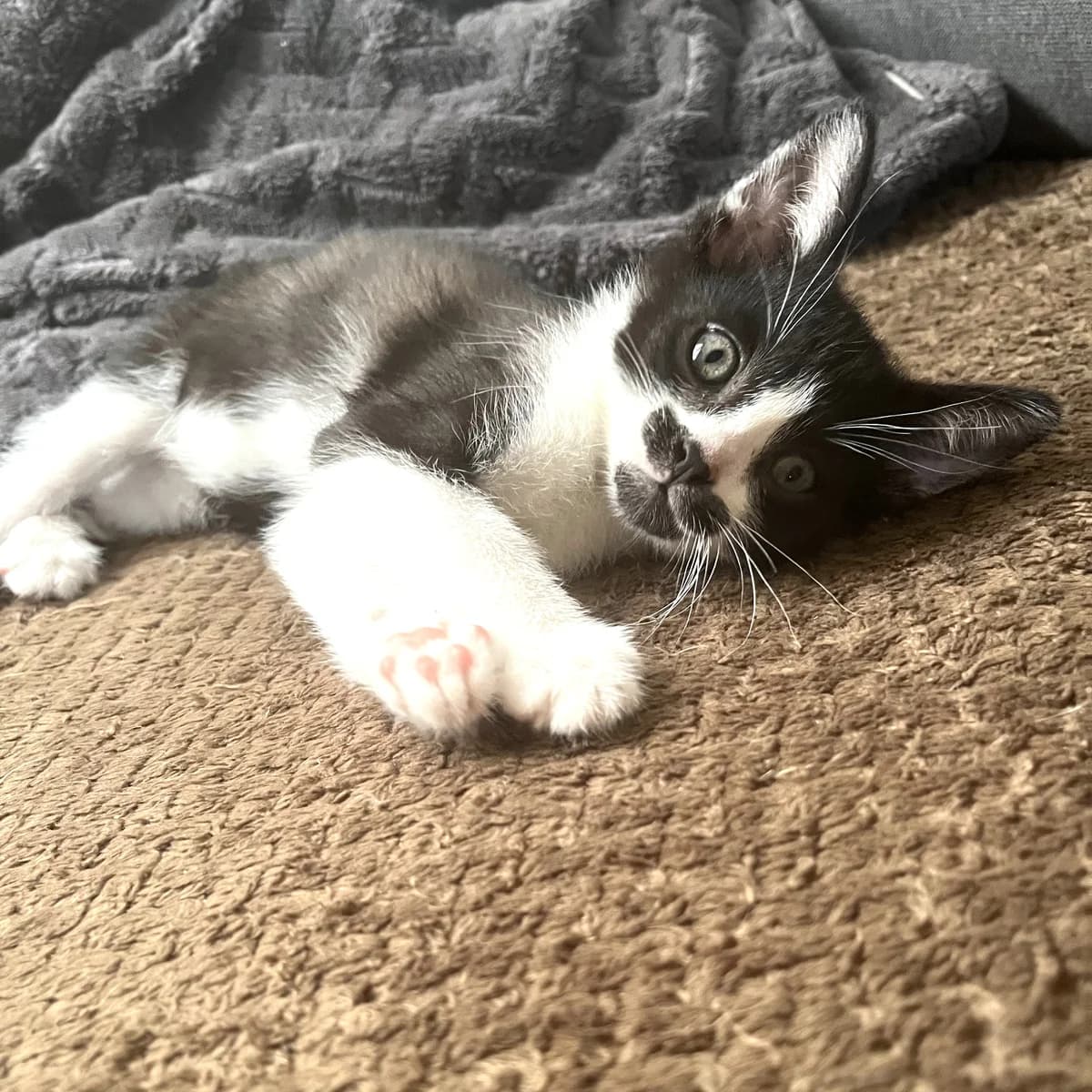 Picasso, Mixed Breed for adoption at Chats Libres Nîmes