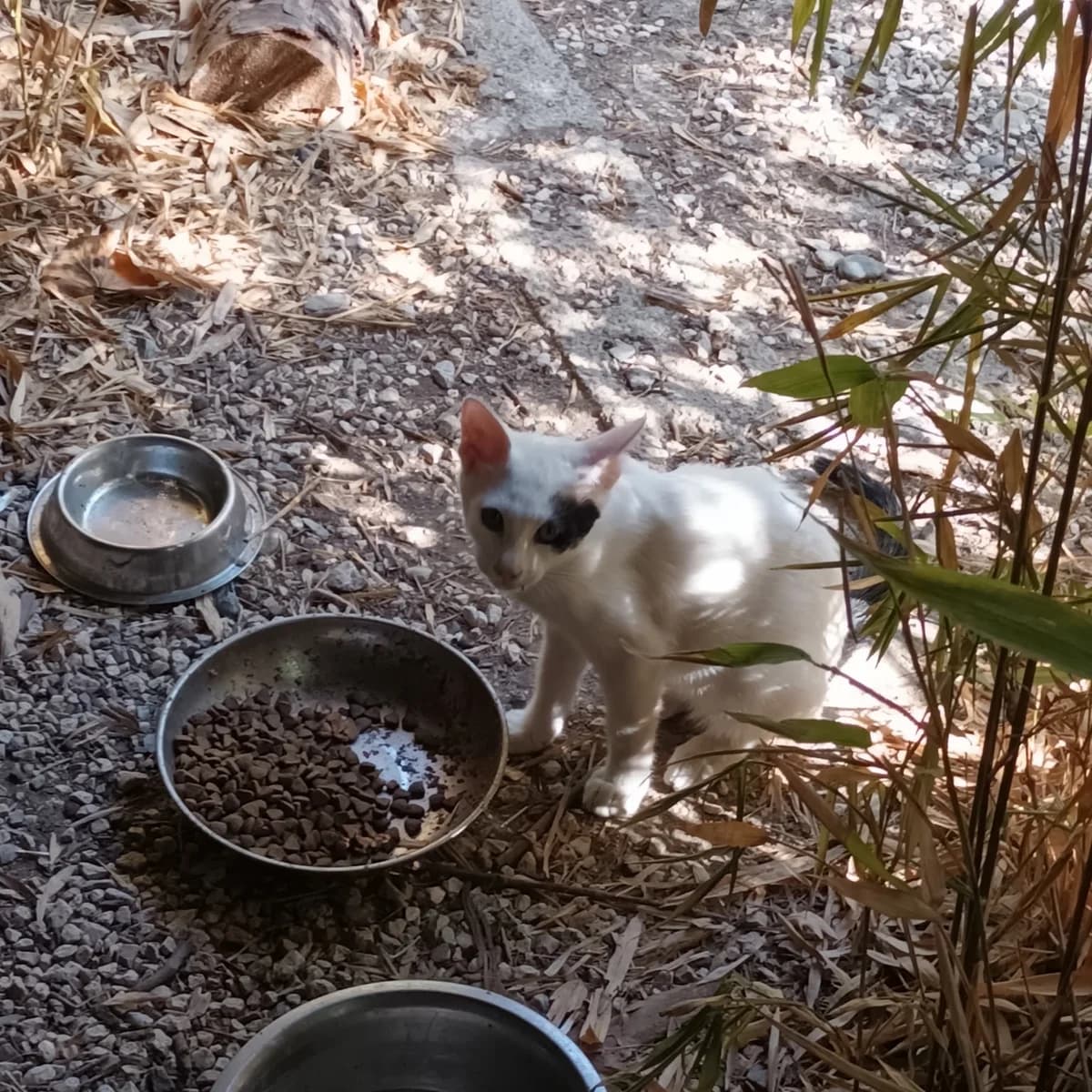 Pirate, puppy Mixed Breed for adoption at Chats Libres Nîmes