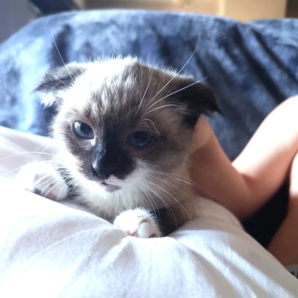 Pistache, female Mixed Breed for adoption at Chats Libres Nîmes