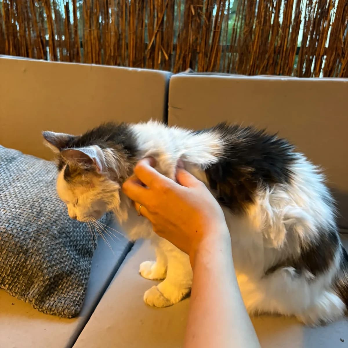 Prunelle, senior Mixed Breed for adoption at Chats Libres Nîmes