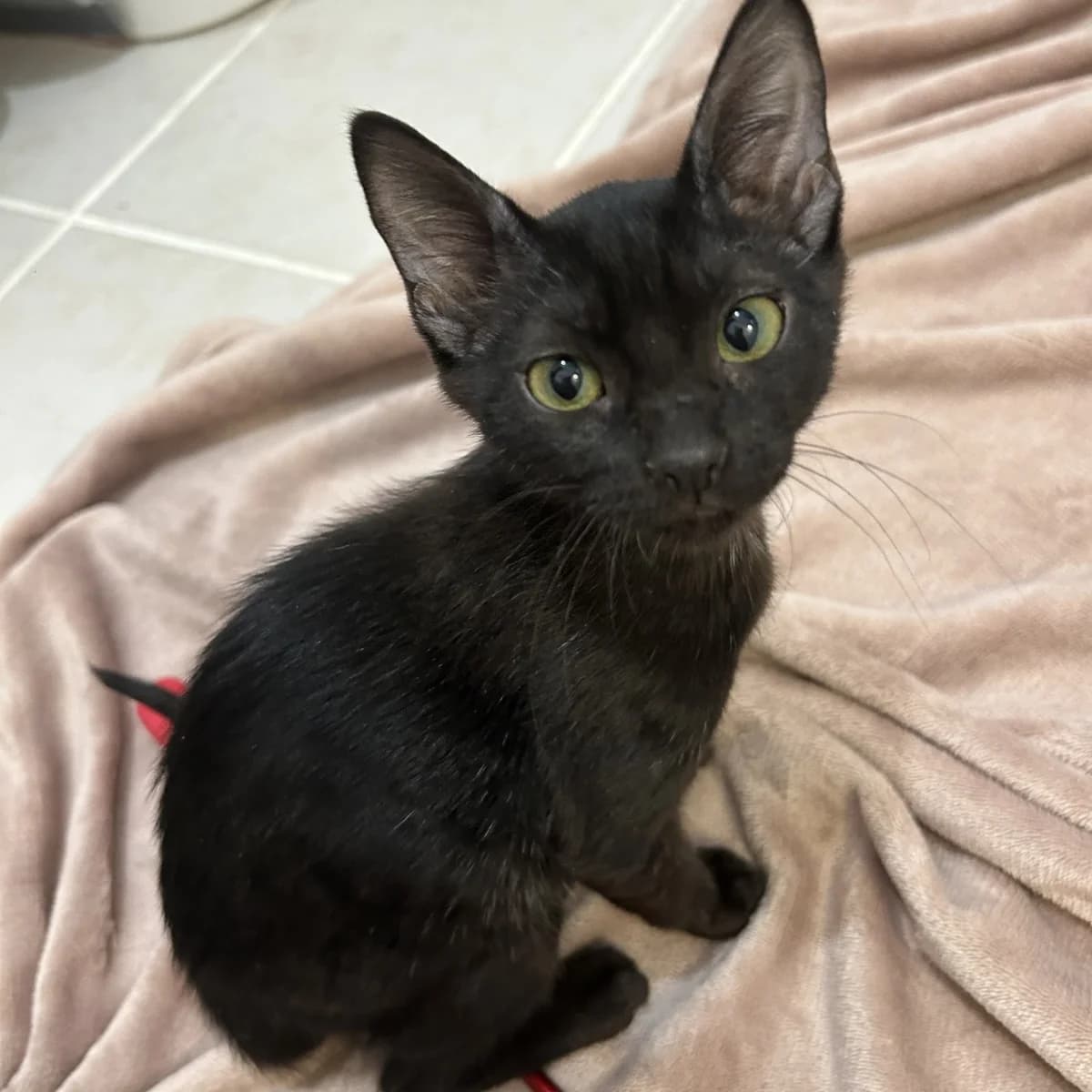Queen, Mixed Breed for adoption at Chats Libres Nîmes