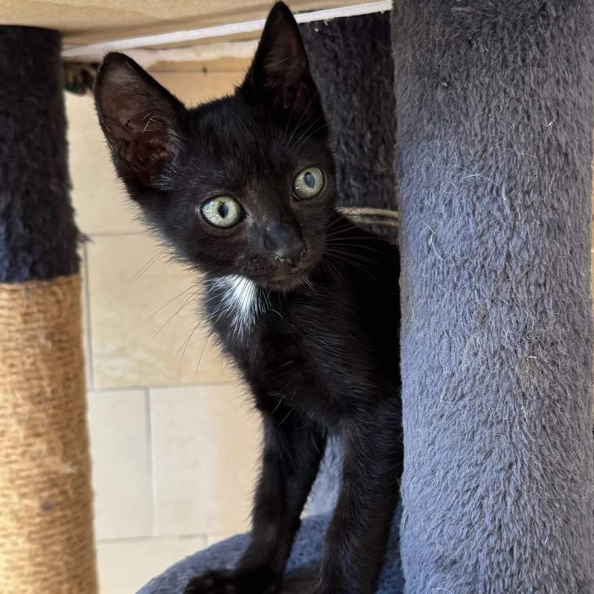 Ramses, Mixed Breed for adoption at Chats Libres Nîmes