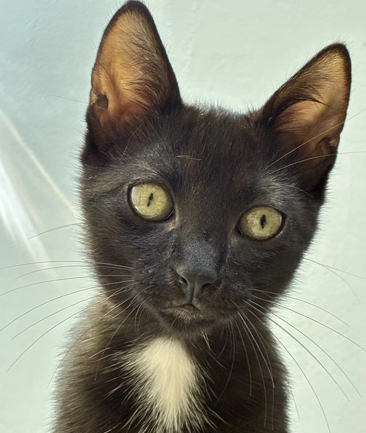 Ramsès, female Mixed Breed for adoption at Chats Libres Nîmes