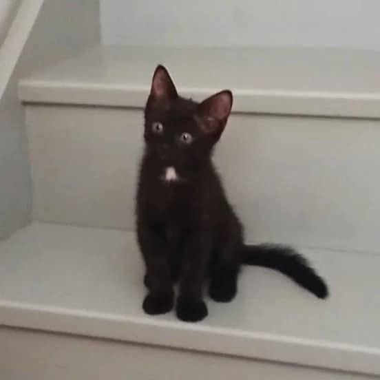 Razibus, female Mixed Breed for adoption at Chats Libres Nîmes