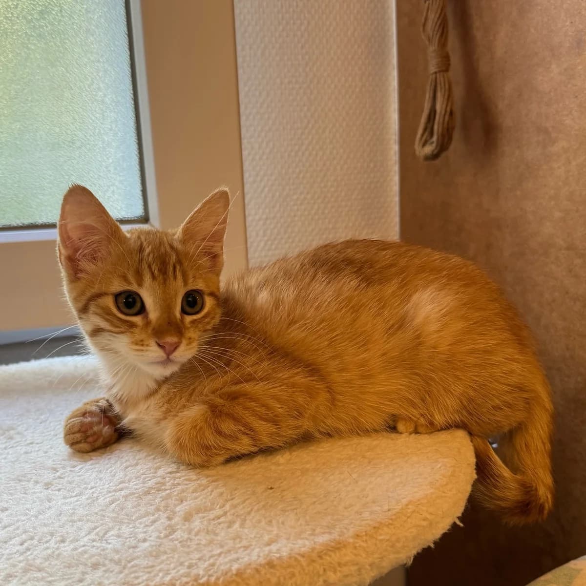 Rihanna, female Mixed Breed for adoption at Chats Libres Nîmes