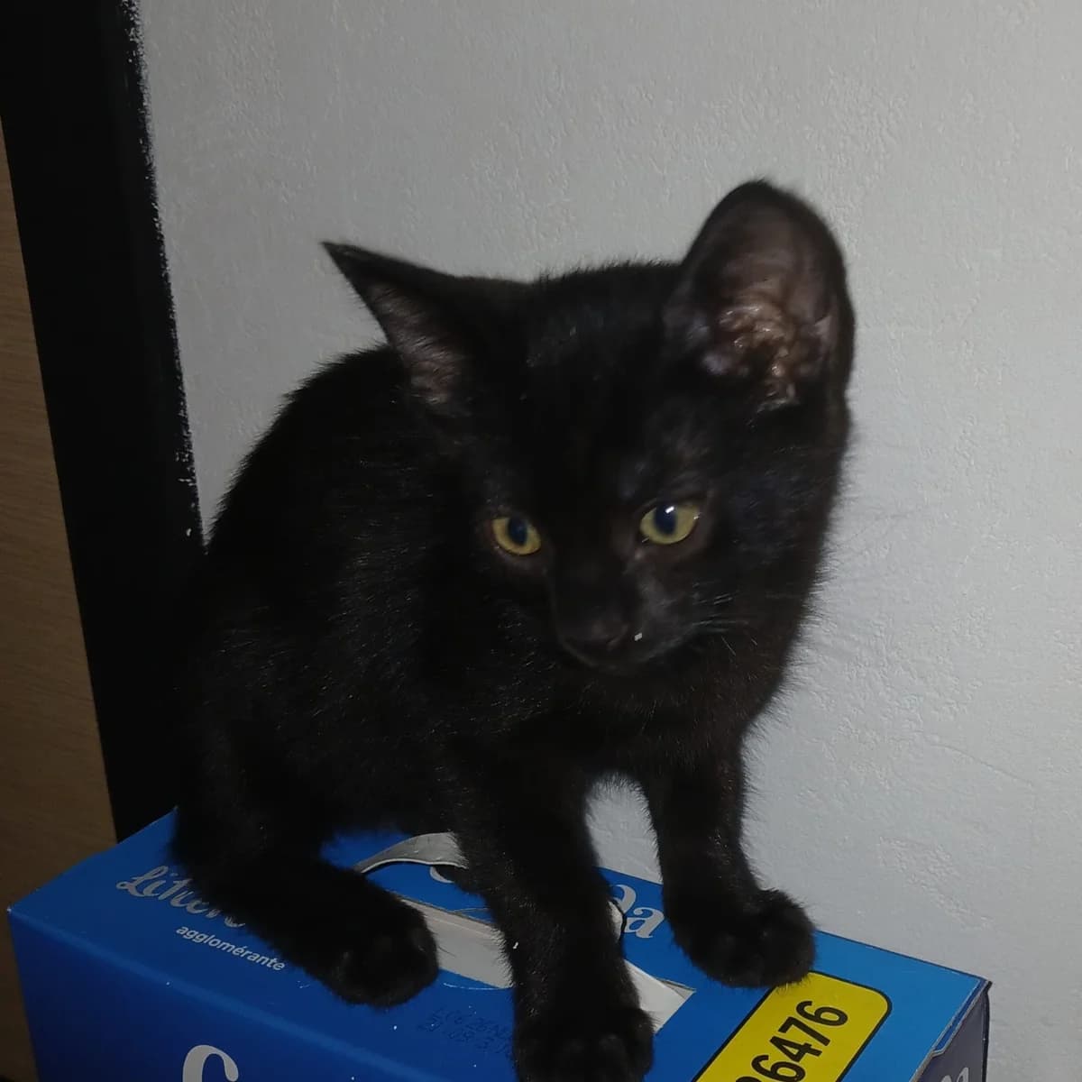 Riri, Mixed Breed for adoption at Chats Libres Nîmes