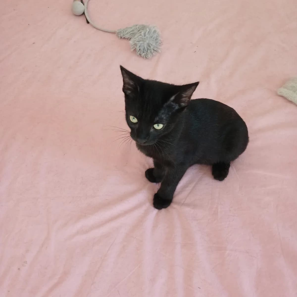 Riri, puppy Mixed Breed for adoption at Chats Libres Nîmes