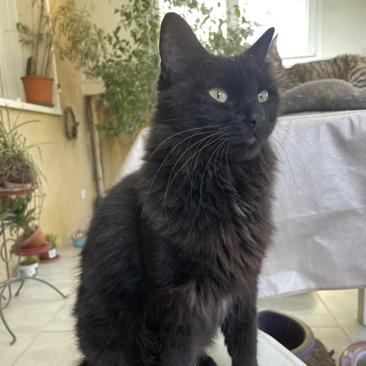 Sally, female 3yo Mixed Breed for adoption at Chats Libres Nîmes