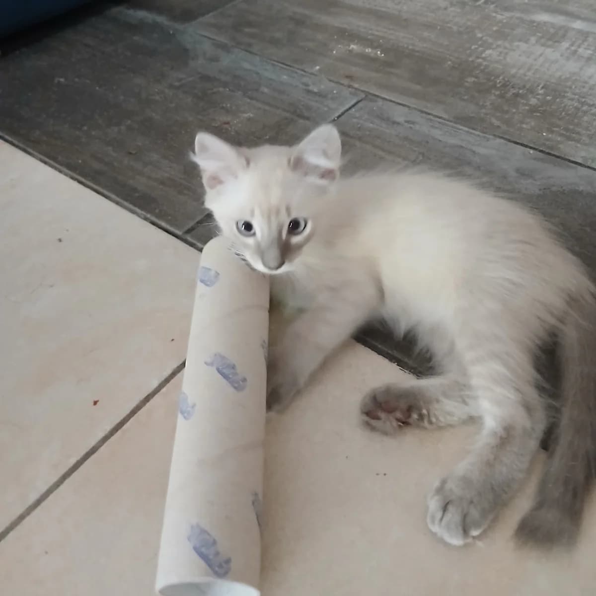 Sam, female Mixed Breed for adoption at Chats Libres Nîmes