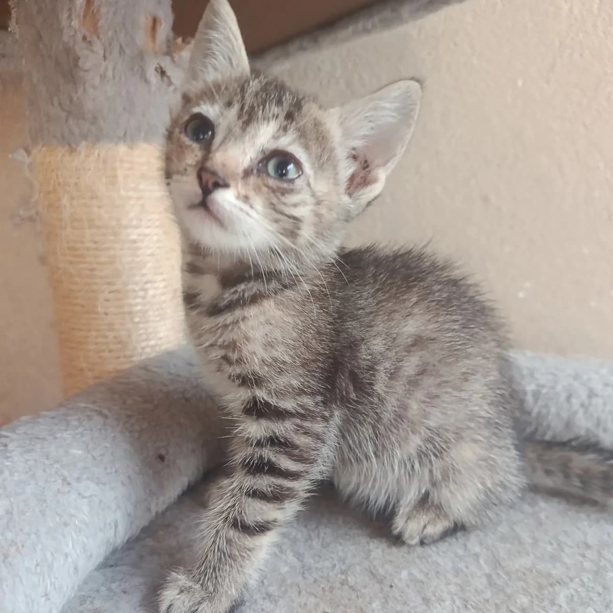 Samba, Mixed Breed for adoption at Chats Libres Nîmes