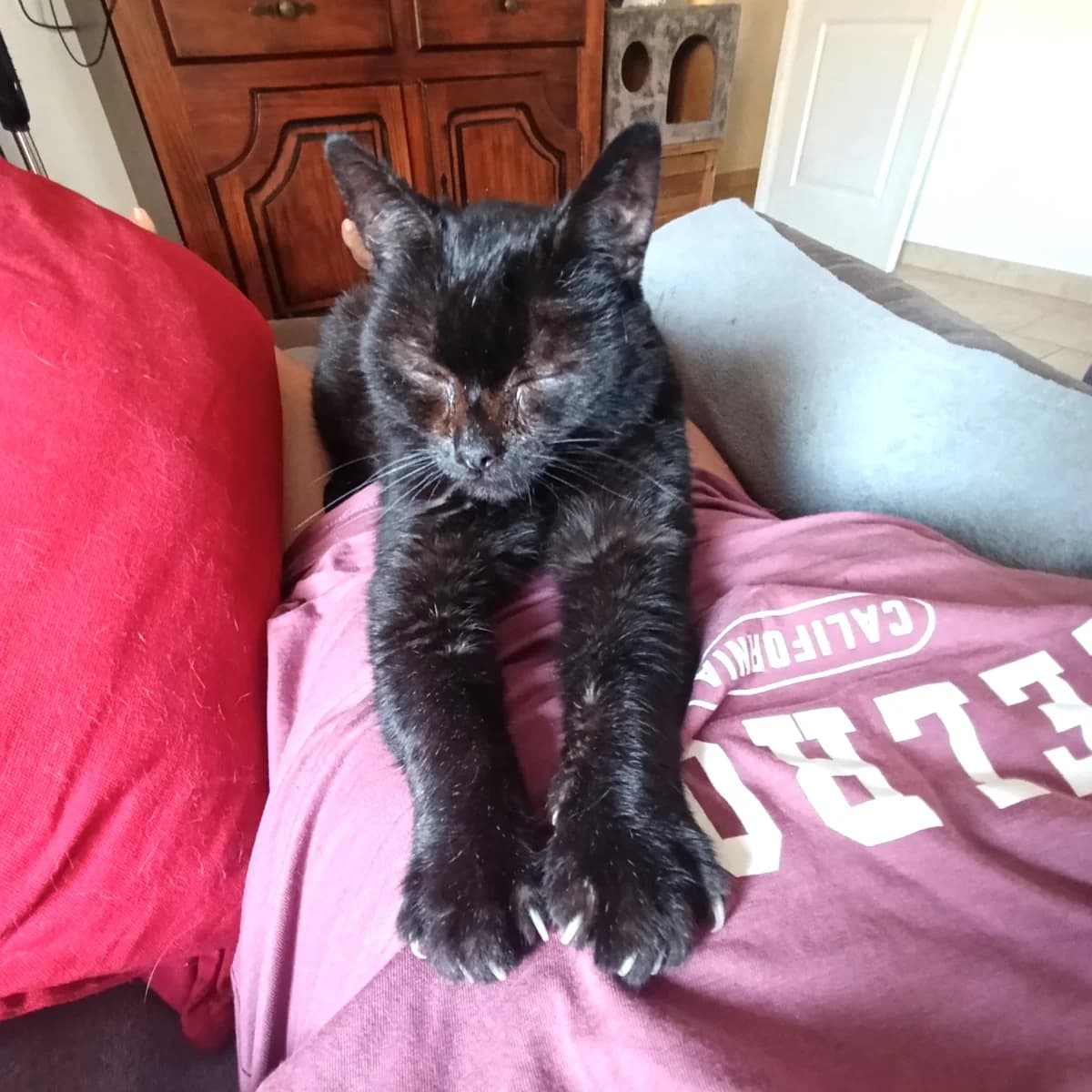 Simba, 6yo Mixed Breed for adoption at Chats Libres Nîmes