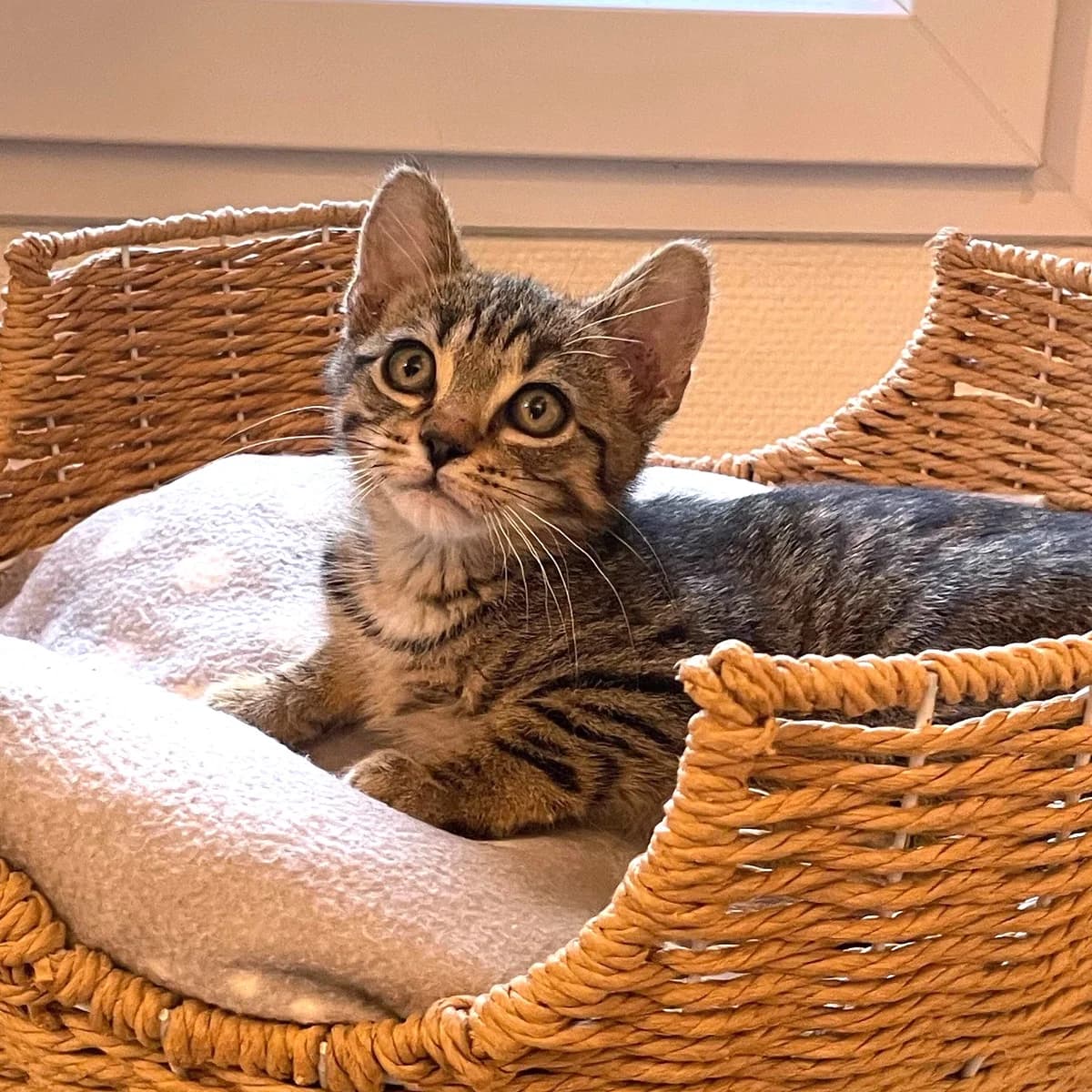 Skype, Mixed Breed for adoption at Chats Libres Nîmes