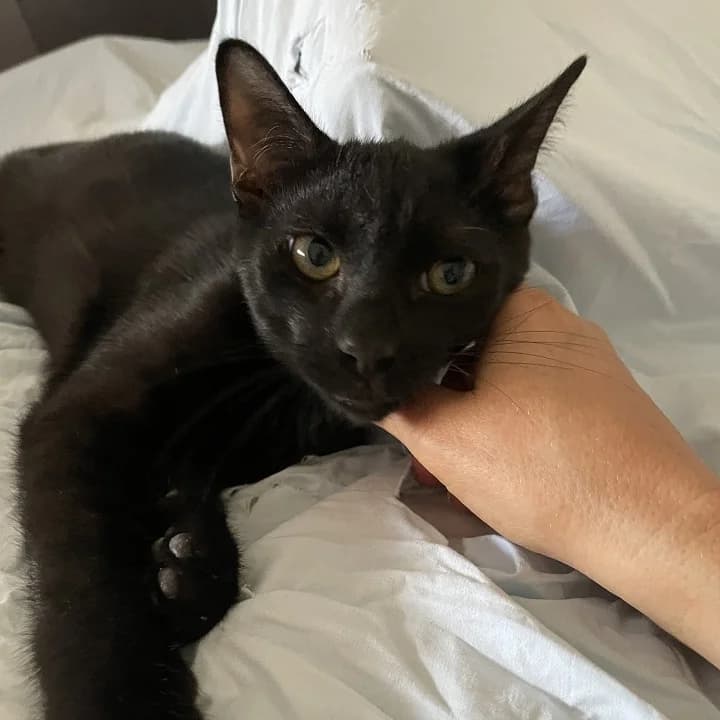 Song, Mixed Breed for adoption at Chats Libres Nîmes