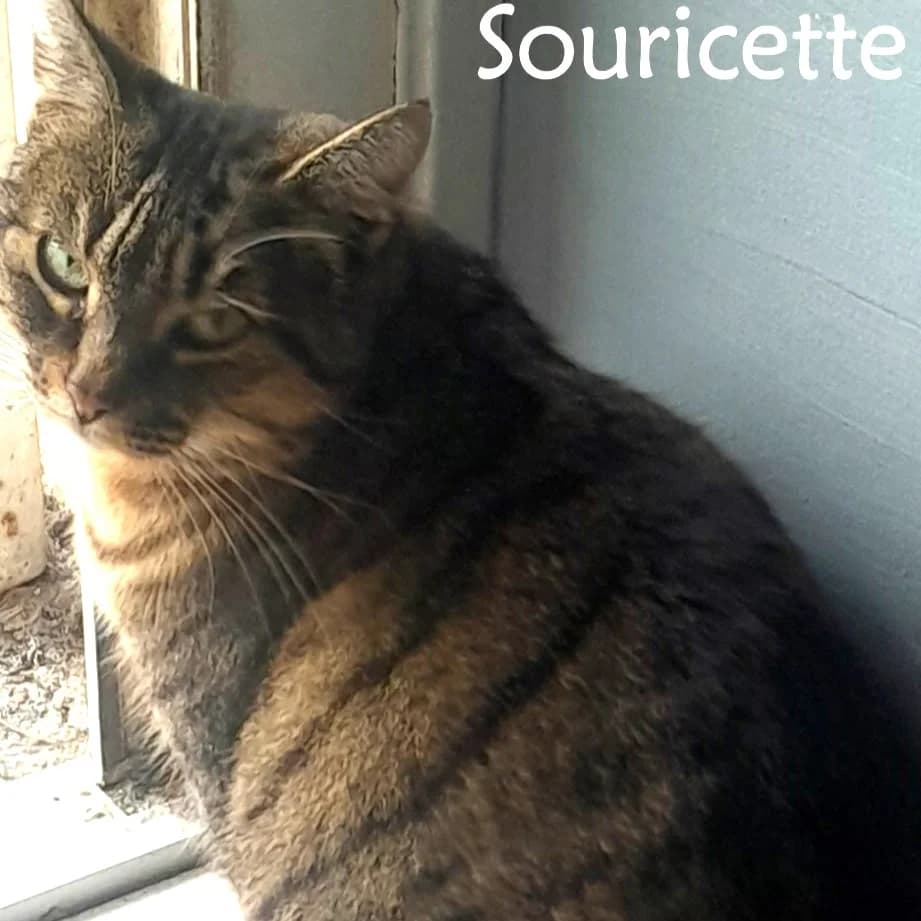Souricette, female 6yo Mixed Breed for adoption at Chats Libres Nîmes