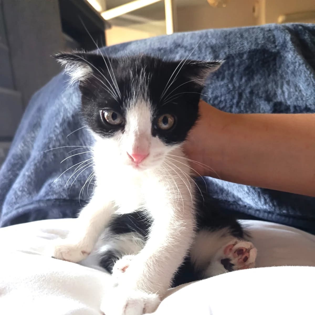 Stitch, Mixed Breed for adoption at Chats Libres Nîmes