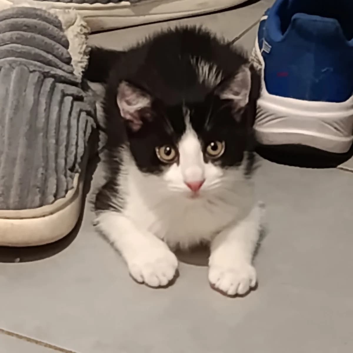 Stitch, Mixed Breed for adoption at Chats Libres Nîmes