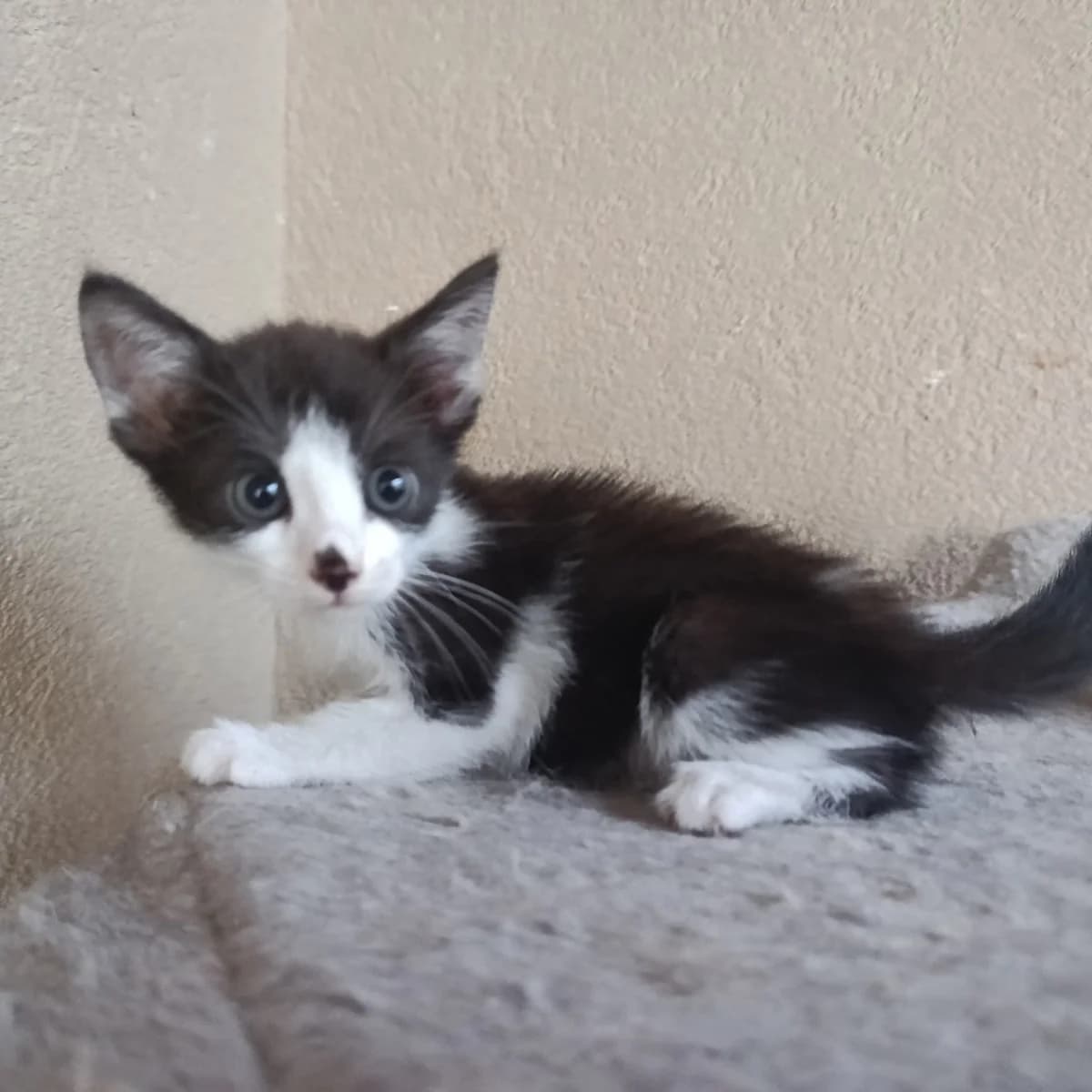 Sushi, female Mixed Breed for adoption at Chats Libres Nîmes