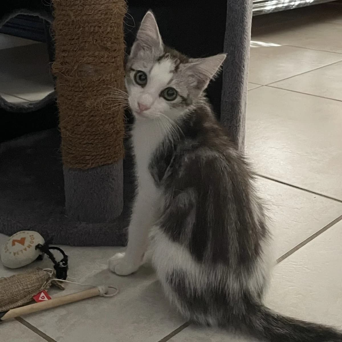 Sweet, Mixed Breed for adoption at Chats Libres Nîmes